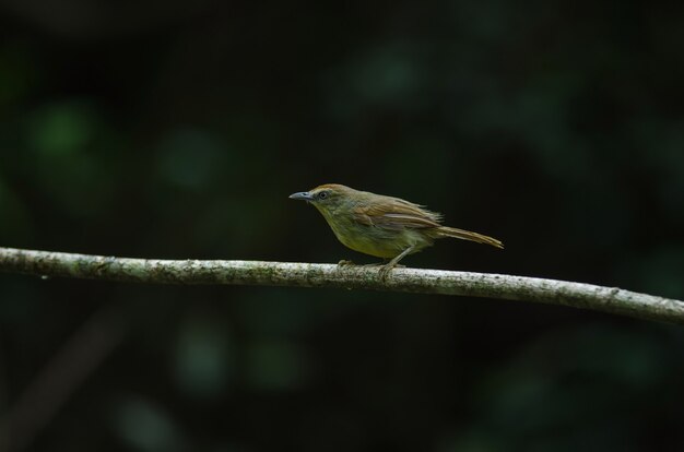 Pin-striped Tit Babbler in bos Thailand