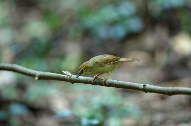 Photo pin-striped tit babbler ( macronus gularis )