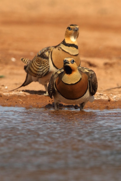 Фото Самец и самка белохвостой рябки пьют в степи арагона, испания, в бассейне летом