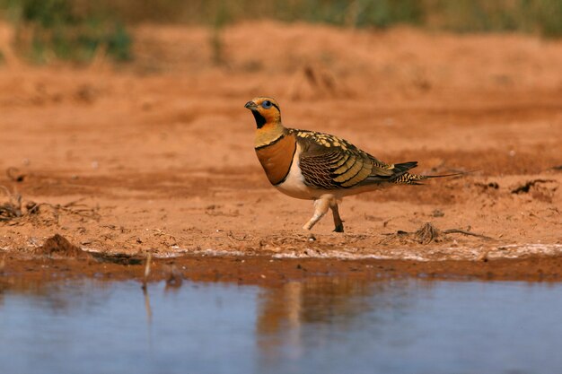 Pin-tailed sandgrouse male drinking in a steppe of Aragon, Spain, in a pool of water in summer