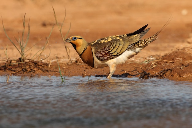 Pin-tailed sandgrouse maschio bere in una steppa di aragona, in spagna, in una pozza d'acqua in estate