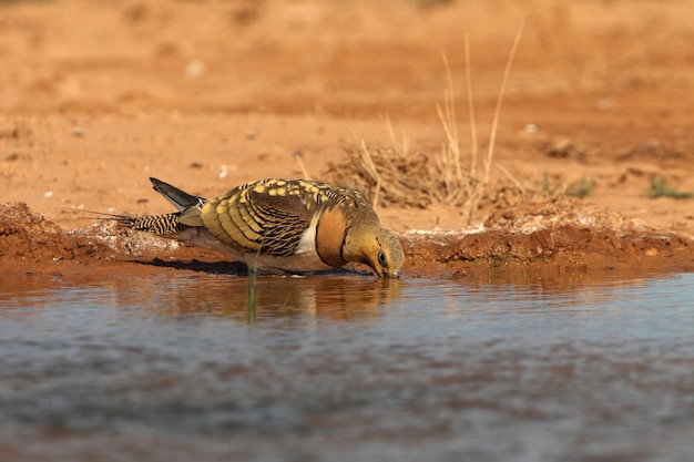 Pin-tailed sandgrouse male drinking at a water point in summer with the first light of day