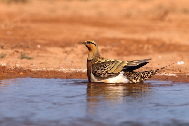 하루의 첫 빛으로 여름에 물 지점에서 마시는 핀-꼬리 sandgrouse 수컷