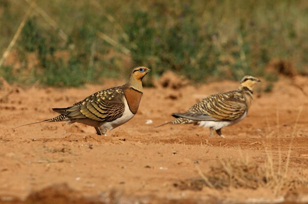 여름에 물이 수영장에서 스페인 아라곤의 대초원에서 핀 꼬리 sandgrouse 남성과 여성