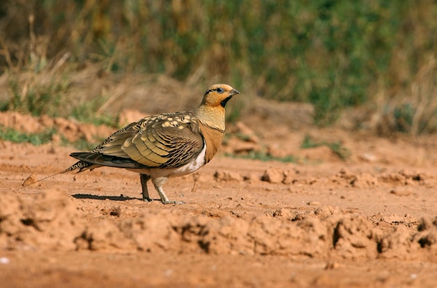 Pin-tailed zandhoen mannetje in een steppe van Aragon, Spanje, in een plas water in de zomer