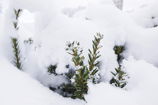 Pin tree in winter cover Snow