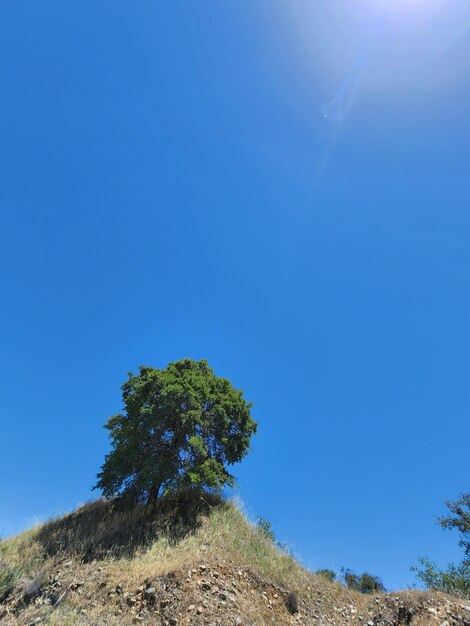 Pinaceae in gold river