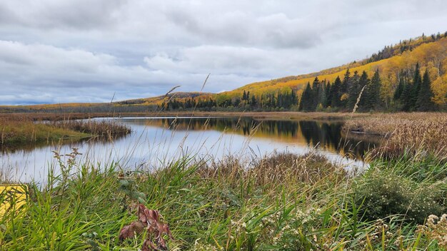 Photo pinaceae in grand portage