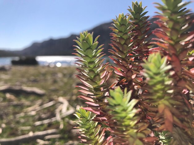 Pinaceae