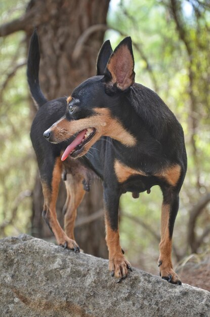 Foto cane pincher sulla roccia