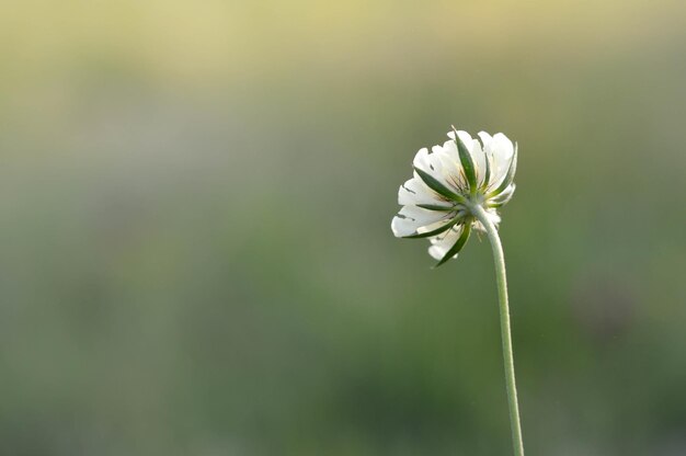 Pincushion flower white small white wildflower in nature