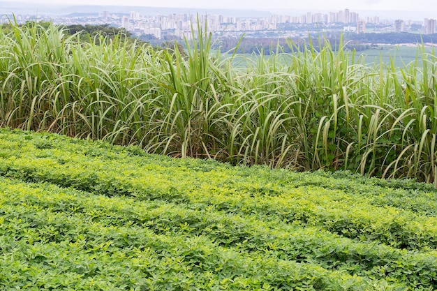 Pinda- en suikerrietplantage met stad op de achtergrond