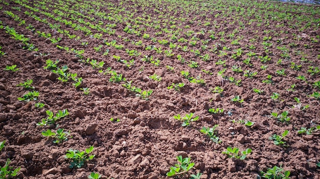 pinda planten in het veld