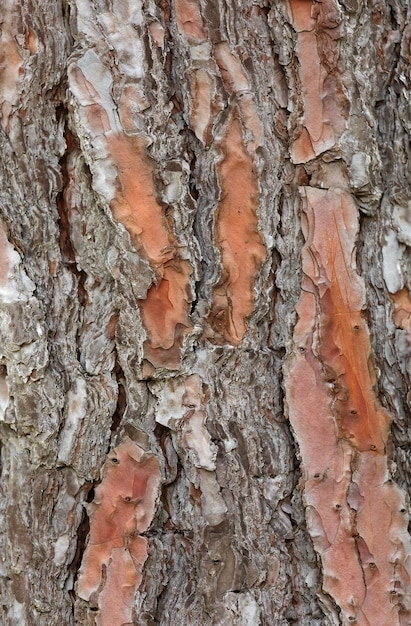 Pine bark close up