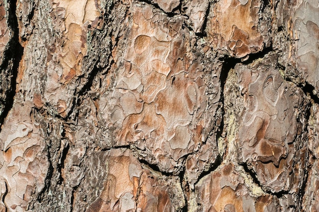 Foto fondo di legno del primo piano della corteccia di pino