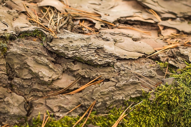 Pine bark in the forest