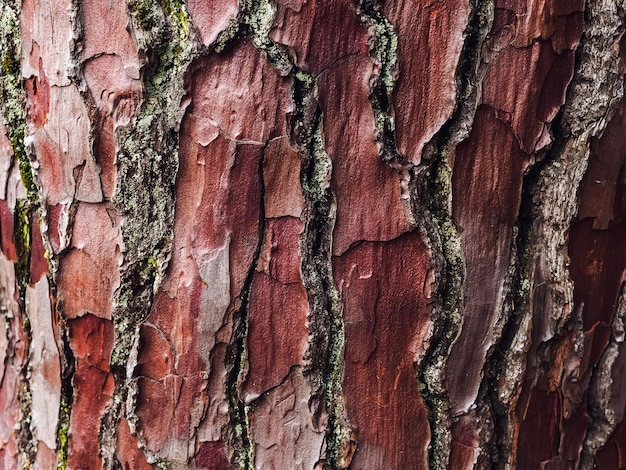 Foto trama di corteccia di pino con crepe profonde da vicino