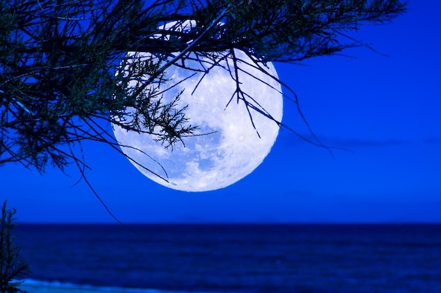 Foto ramo di pino sulla spiaggia di notte