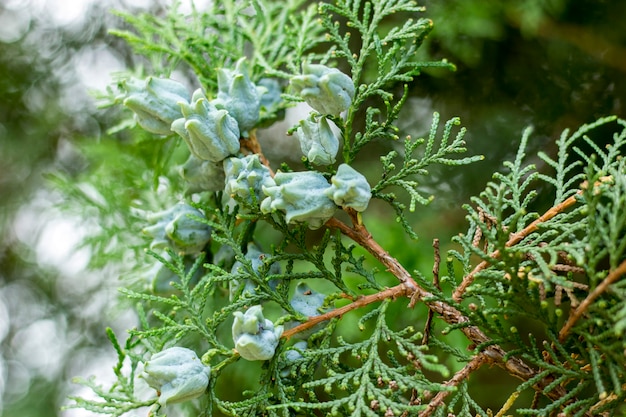 Photo pine branch card