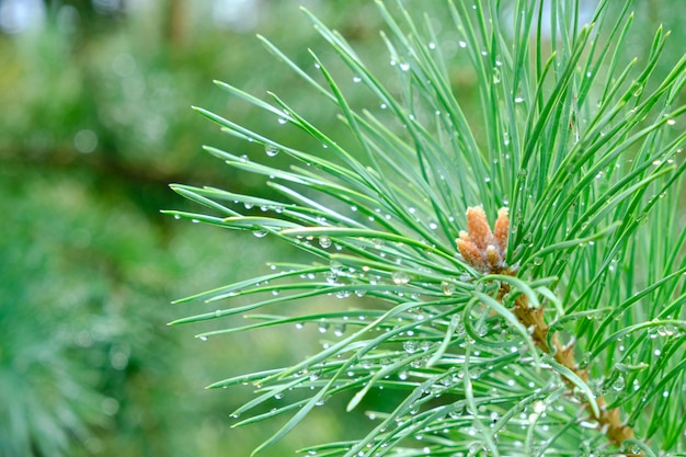 Pine branch close-up with water drops after a summer rain.