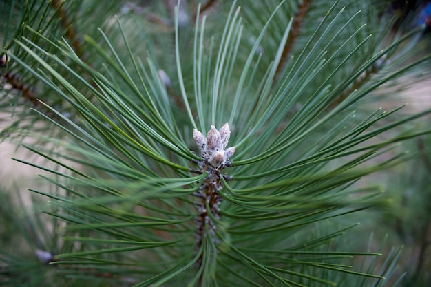 Pine branch close up