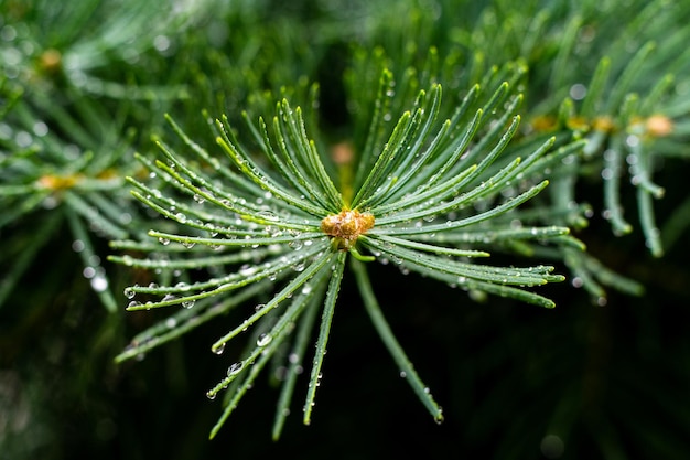 Pine branch closeup Green needles in the center Green forest The beauty of nature