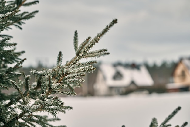 Pine branch covered with snow Evergreen tree in winter