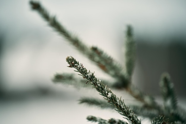 Pine branch covered with snow Evergreen tree in winter