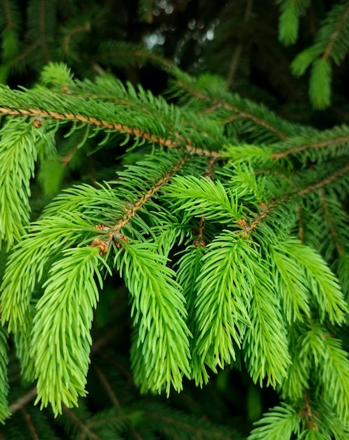 Pine branch in the forest