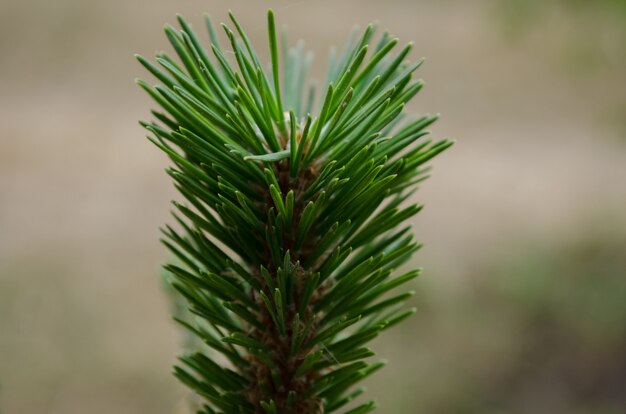 Photo pine branch on gray