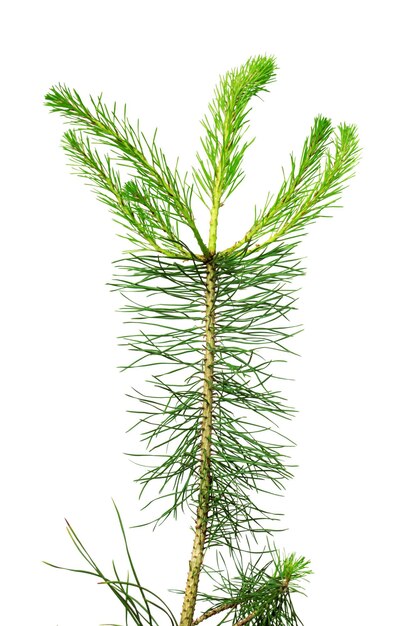 Pine branch isolated on white background