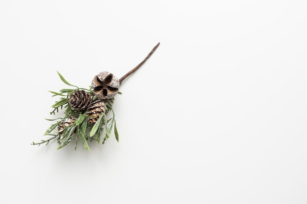 pine branch on white background.