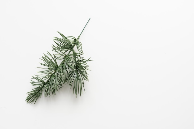 pine branch on white background.