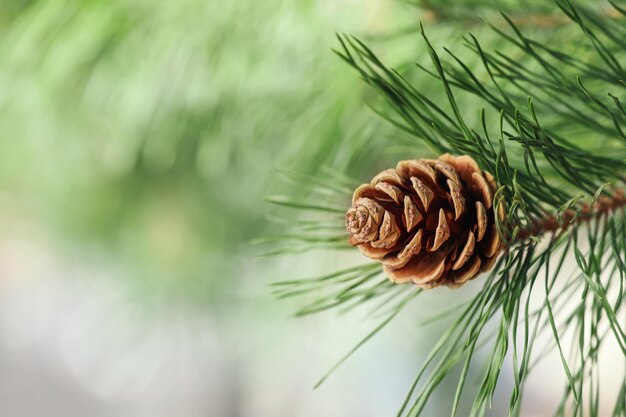 Pine branch with cone on blurred background closeup Space for text