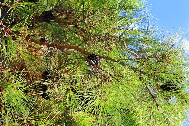 Pine branch with cones. Focus on cones.