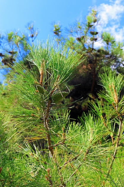 Pine branch with cones. Focus on cones.