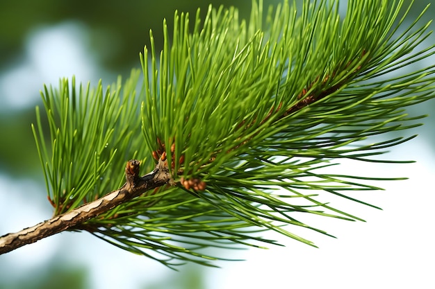 pine branch with cones isolated without a shadow Closeup Christmas New Year