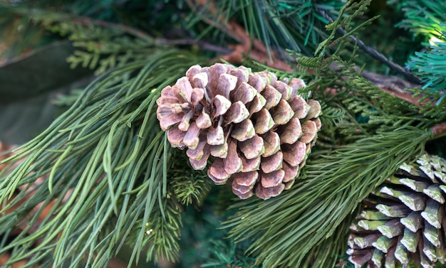 Pine branch with cones