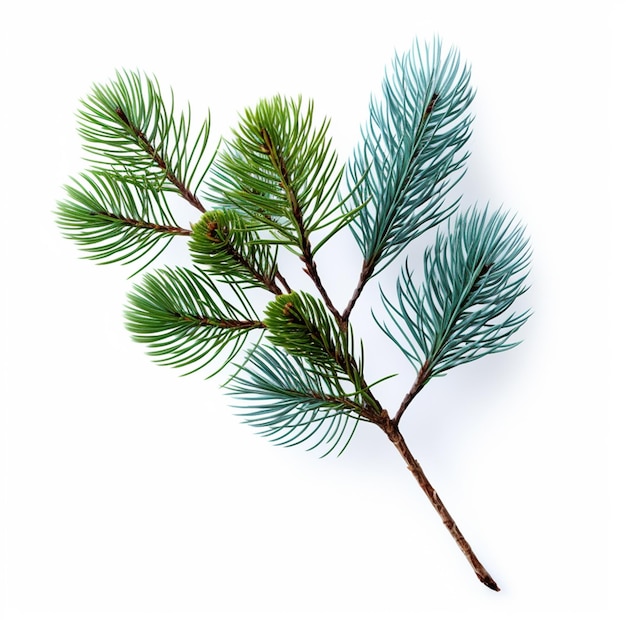 pine branch with leaves of two colors