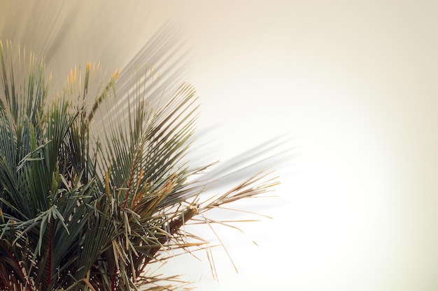 A pine branch with many needles and the word pine on it