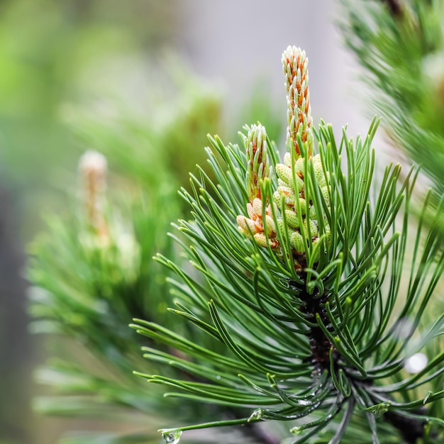 Pine branch with young shoots in spring Natural background