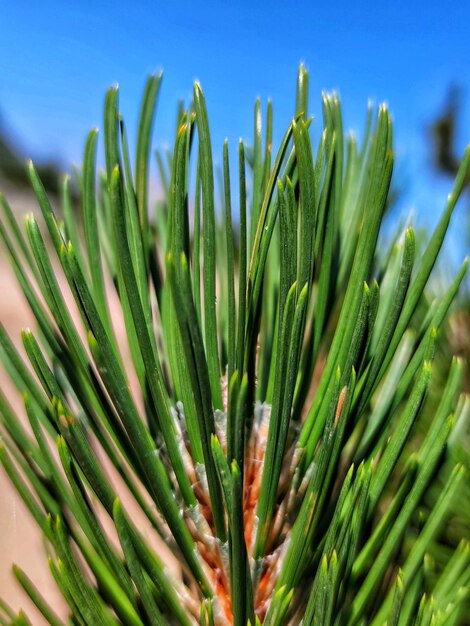 Pine branch