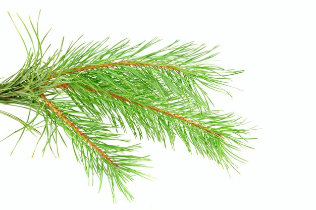 Pine branch