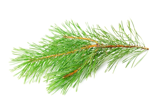 Pine branch