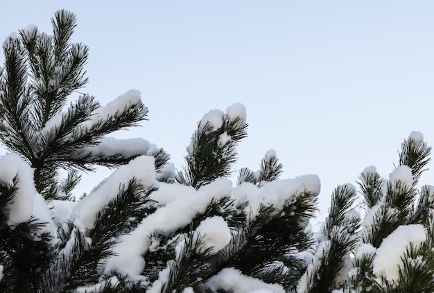 松の枝は青い空を背景に白いふわふわの雪の厚い層で覆われています。