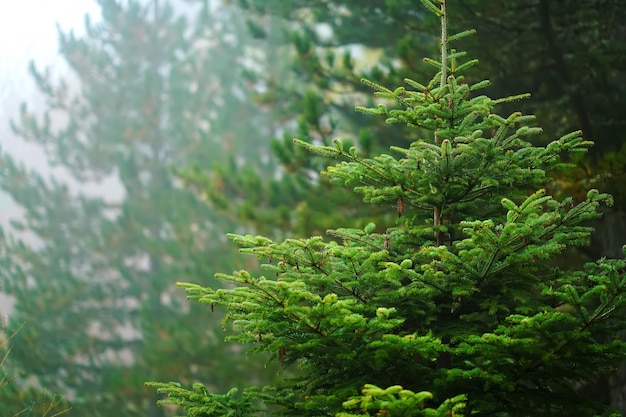 Pine branches on blurred bokeh background