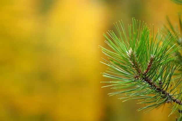 Pine branches on blurred bokeh background