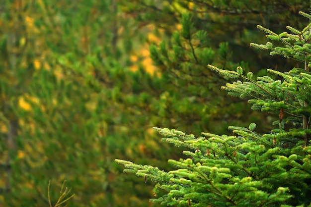 Pine branches on blurred bokeh background