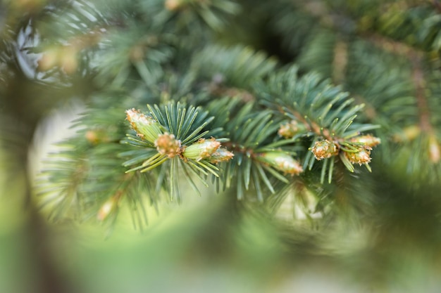 Pine branches of coniferous needles background closeup