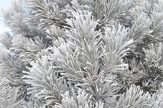 Pine branches covered with hoarfrost